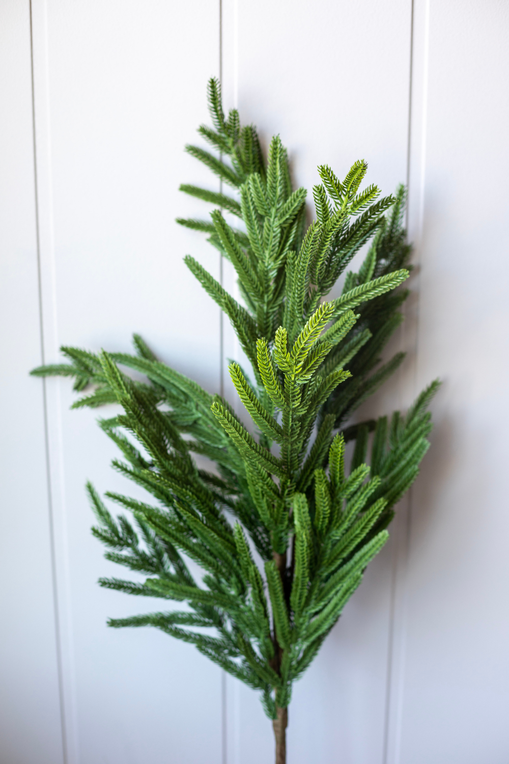 Faux Norfolk Pine stems